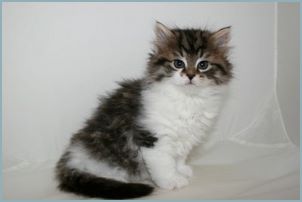 Female Siberian Kitten from Deedlebug Siberians